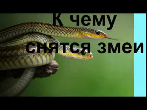 К Чему Снится Змея: значение сна и толкования в разных культурах