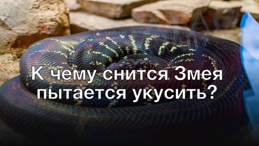 К Чему Снится Змея: значение сна и толкования в разных культурах