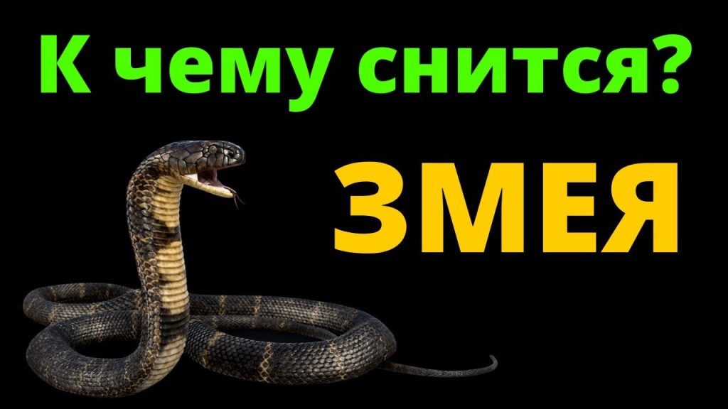 К Чему Снится Змея: значение сна и толкования в разных культурах